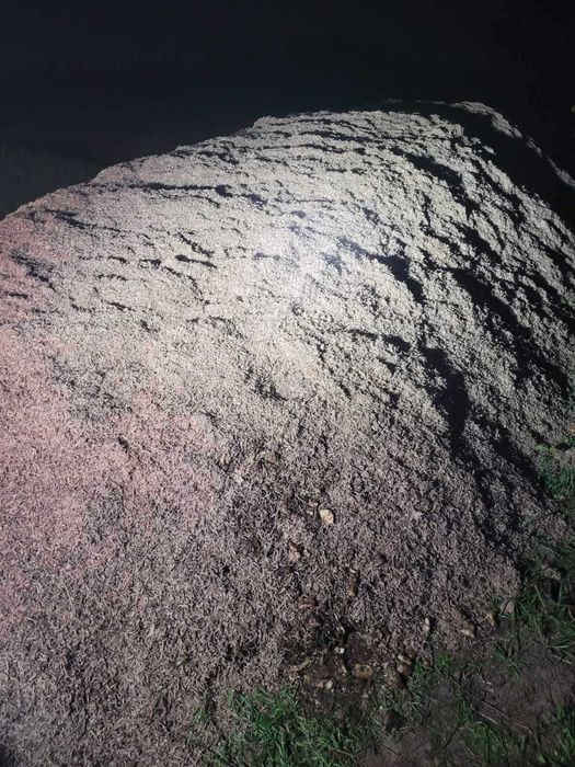 Wysłodki, Korzonki, Wapno