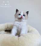 Prześliczny kocurek ragdoll seal bicolor FPL/FIFE