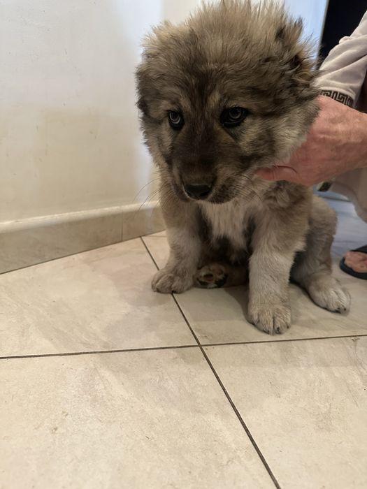 Продаж цуценят кавказькоі вівчарки