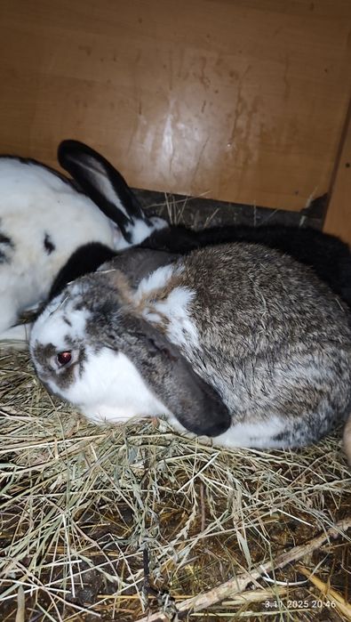 Sprzedam króliki mieszańce