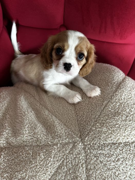 Cavalier King Charles Spaniel blenheim