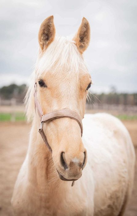 Śliczna klacz Wielkopolska