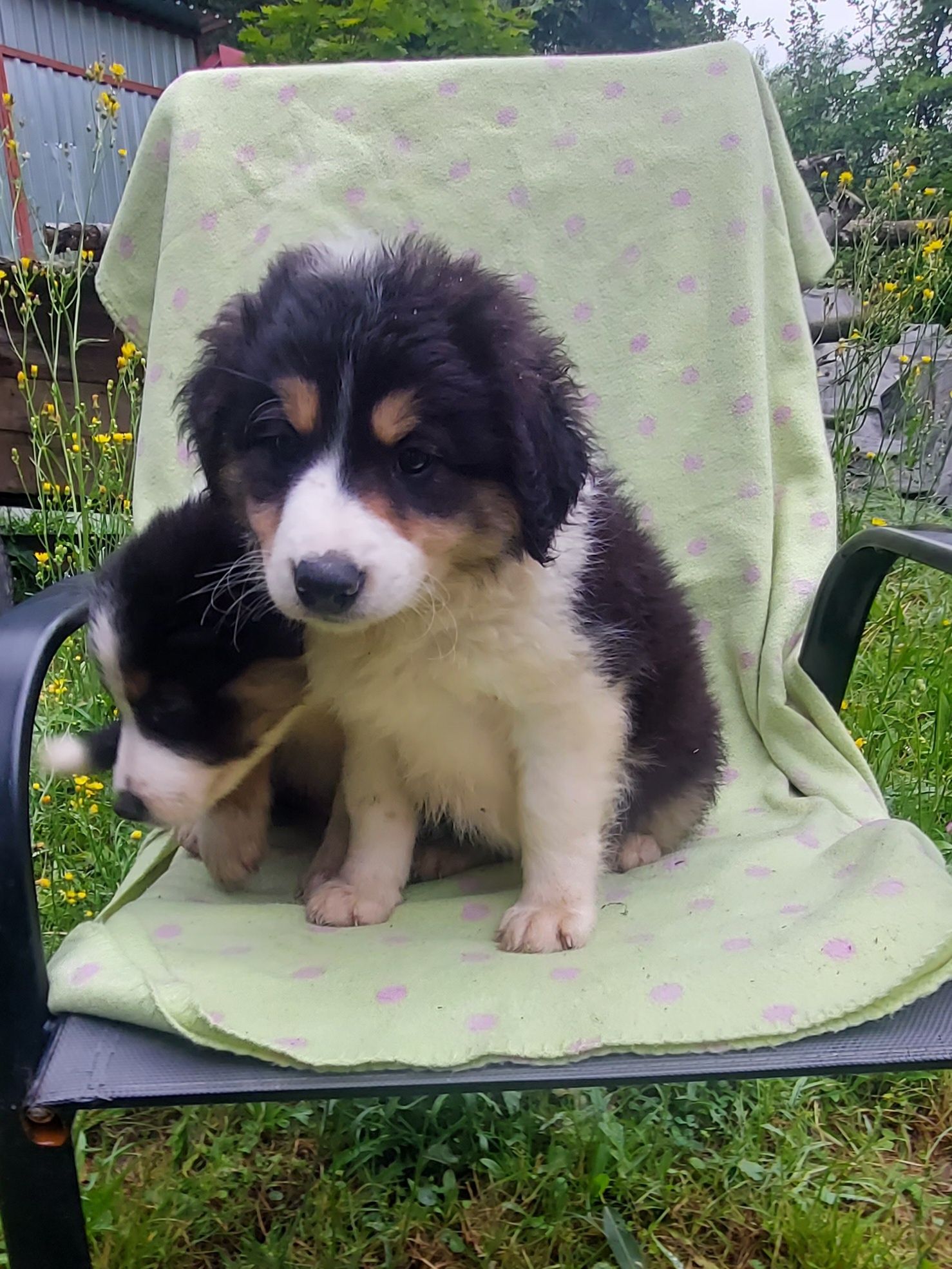 Border collie szczeniak tricolor!