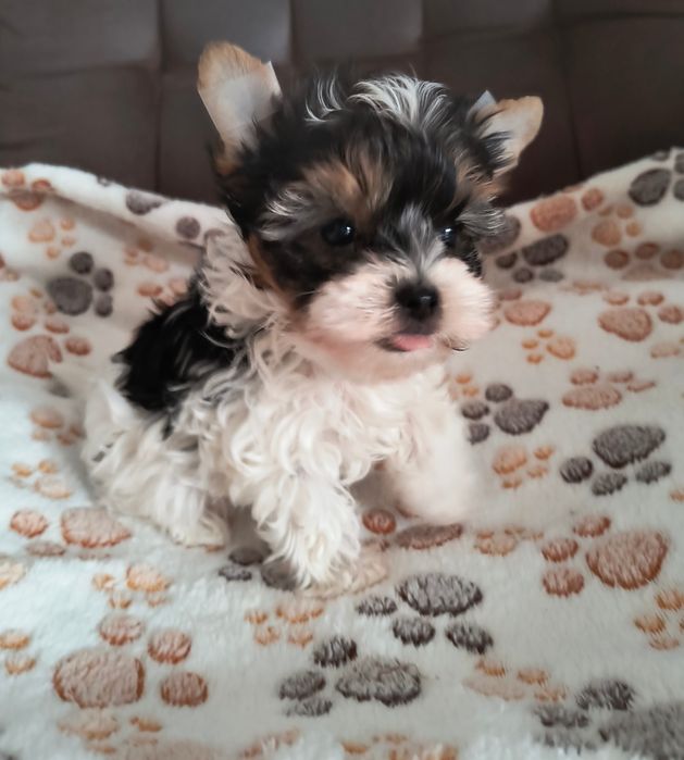 Śliczny malutki piesek Yorkshire Terrier Biewer Tricolor