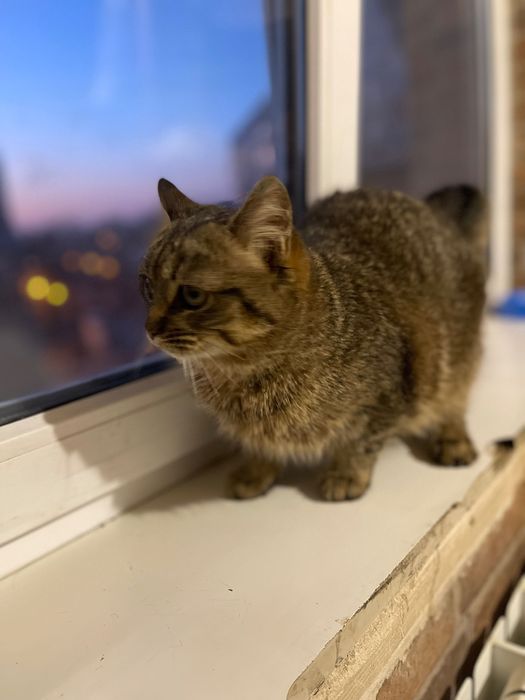 Котята котики отдам подросток девочка стерилизована