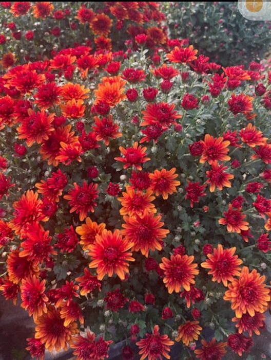 Chryzantemy , Dąbki