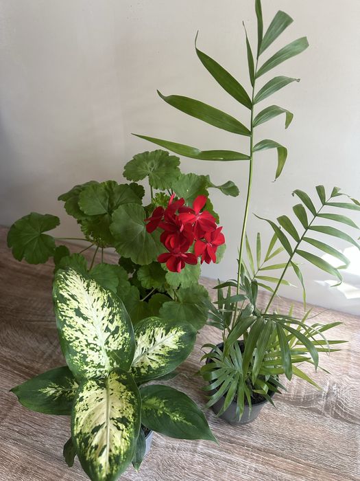 Кімнатні рослини монстера, традесканція, дифенбахія, сукулент