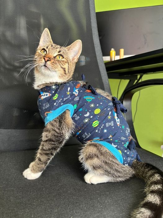 Delikatna i towarzyska kotka Leo czeka na swojego człowieka