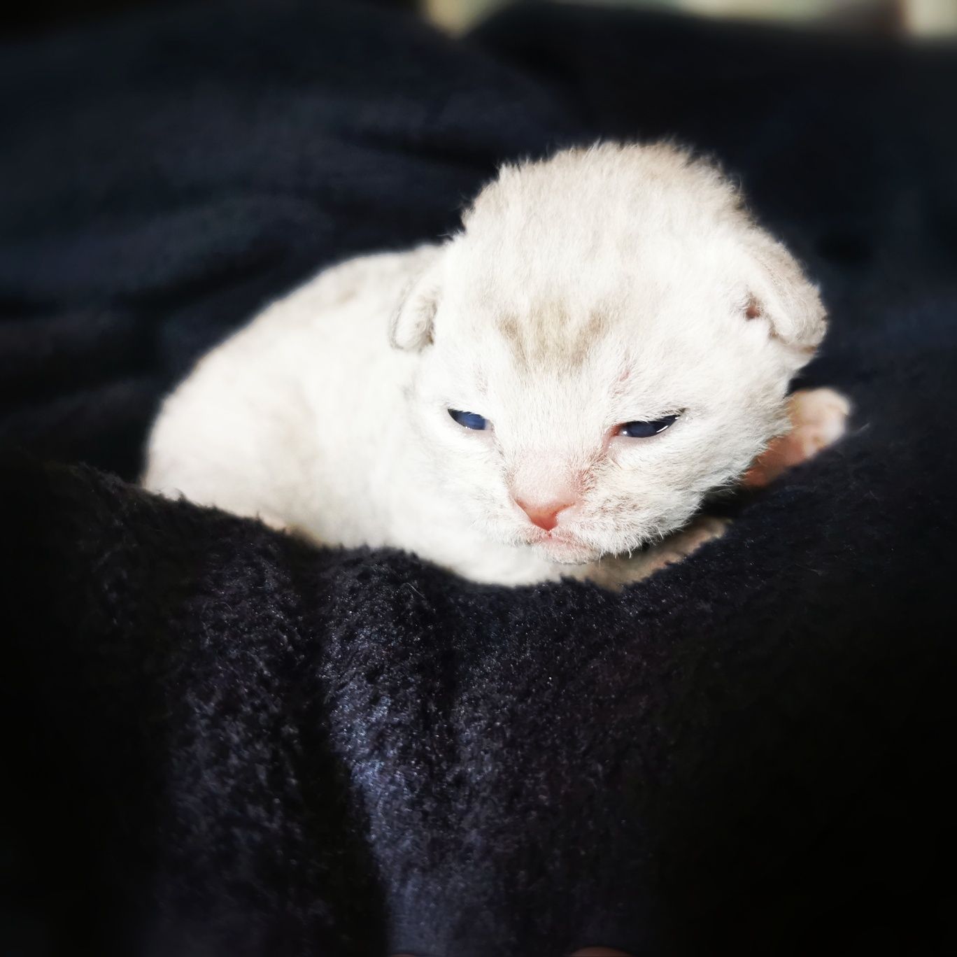 Devon Rex devoński MINI Blue FPL CCF kotka hodowla