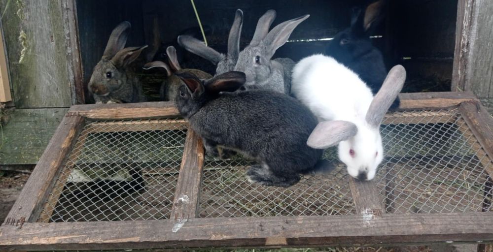 Sprzedam króliki