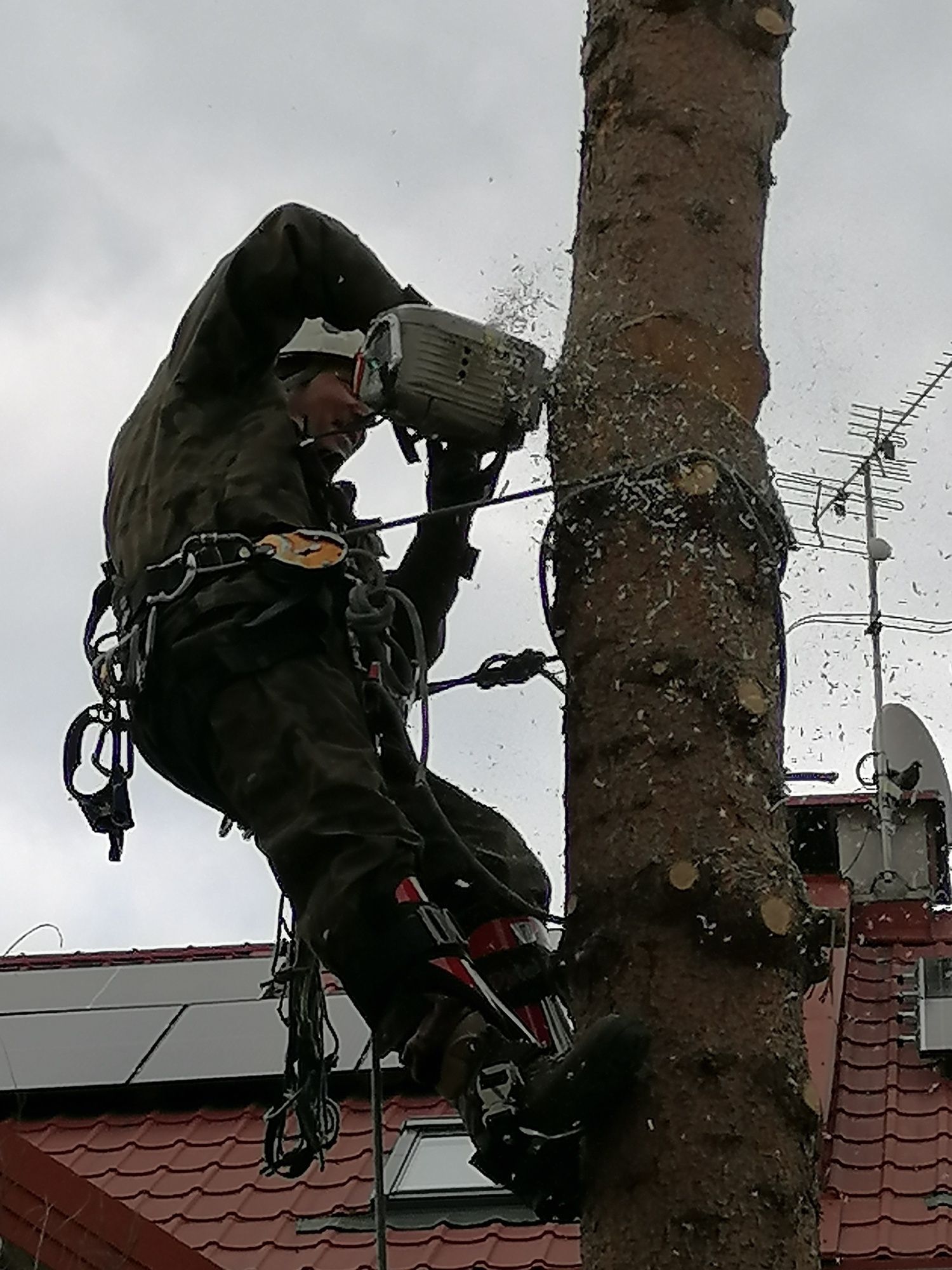 Wycinka i pielęgnacja drzew, krzewów, drzewek owocowychNAJTANIEJ