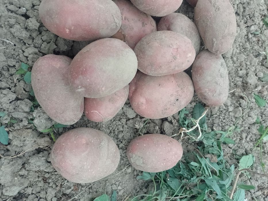Ziemniaki Soraya  Redsonia Bellarosa