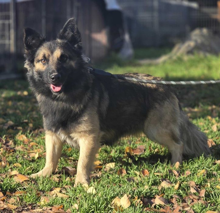 szuka domu schronisko Zgierz -aktualne