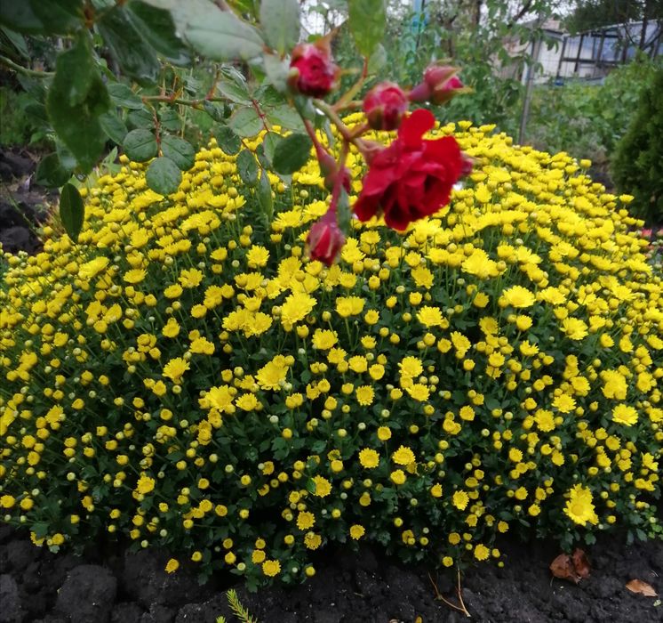 Хризантема мультифлора.