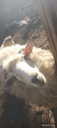 Продам молоду  вівцю