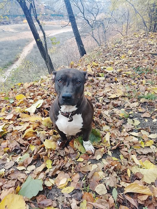 Одам Стафаржиского терьера .