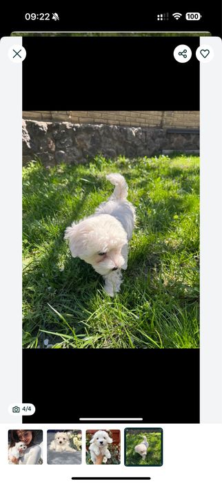 Продам мальтипу f1’