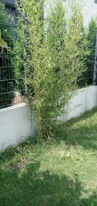 Bambus Złotobruzdowy, Nigra, Red Dragon Phyllostachys, Fargesia,