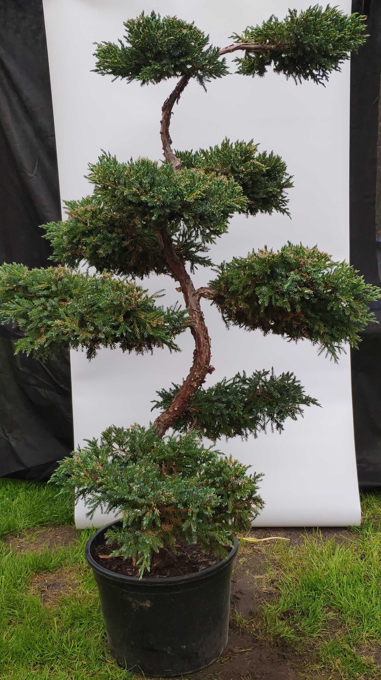 Bonsai Niwaki Jałowiec Blue Carpet,