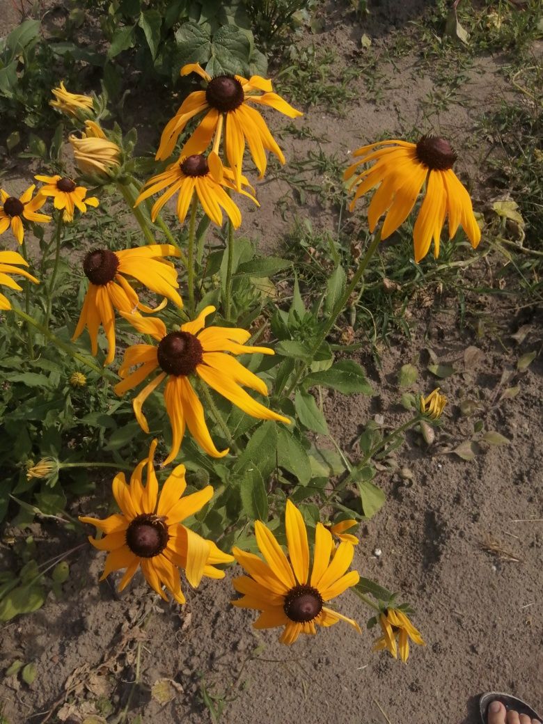 Rudbekia hirta - sadzonki