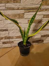 Sansevieria kwiat