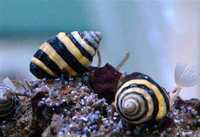 Ślimak Bumble Bee na Ślimaki Osiadłe Akwarium Morskie