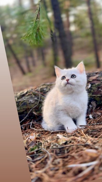 Шотландка чистокровна киця дівчинка срібна прям шиншилка