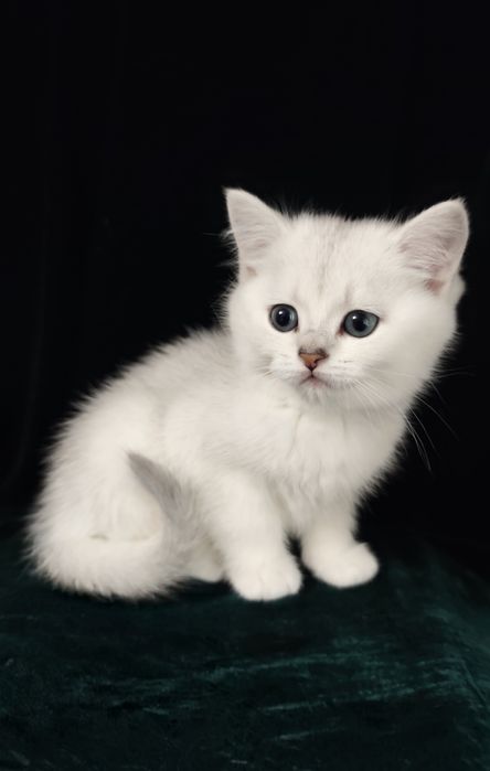 Британський срібний хлопчик