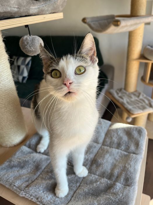 Tosia, która prawie umarła szuka domu