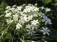 Птицемлечник/Рястка парасолькова /Ornithogalum umbellatum