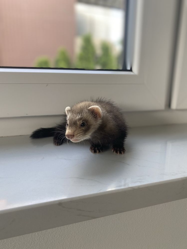 Samczyk fretka gotowy do odbioru
