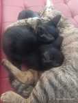 Gatos para dar quase 2 meses