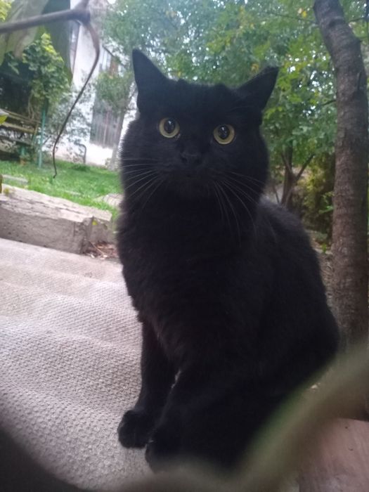 Киця в добрі руки