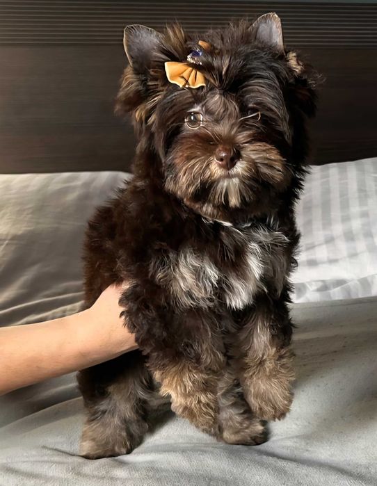 York-Yorkshire Terrier sunia chocolate