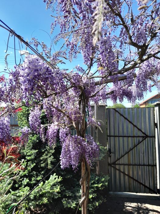 Гліцинія рожева і фіолетова продам