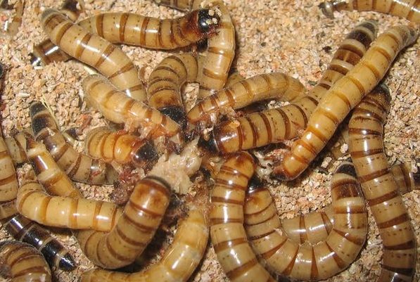 Зофобас зоофобус живой корм