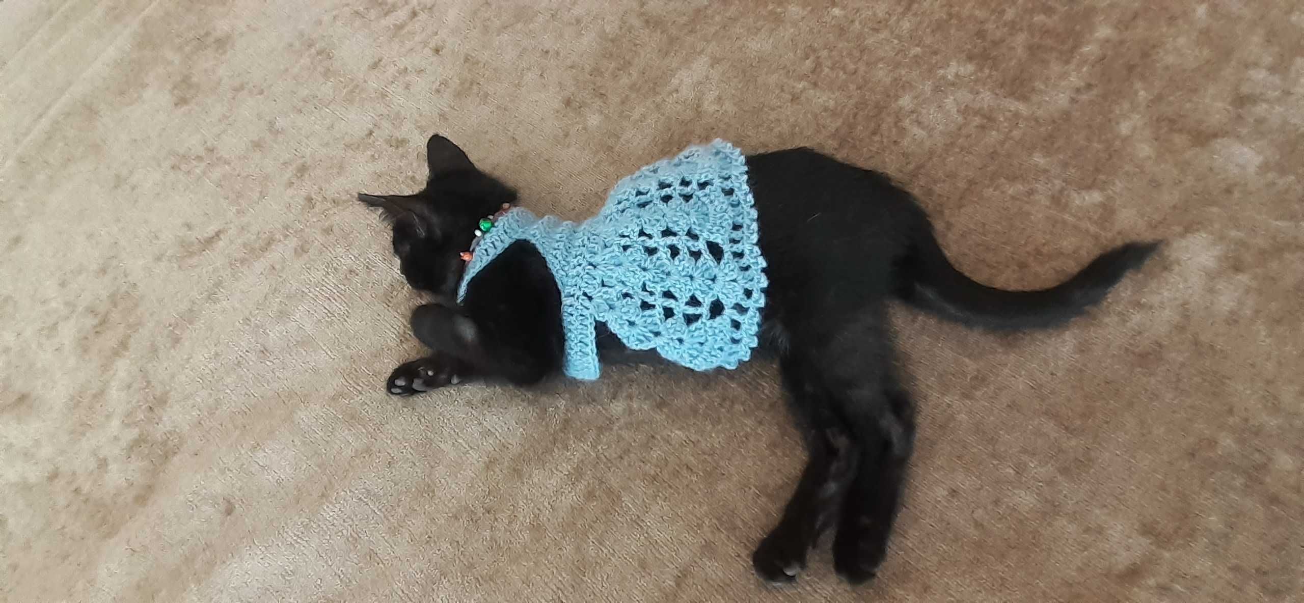 Roupa em tricot para gatos e caes