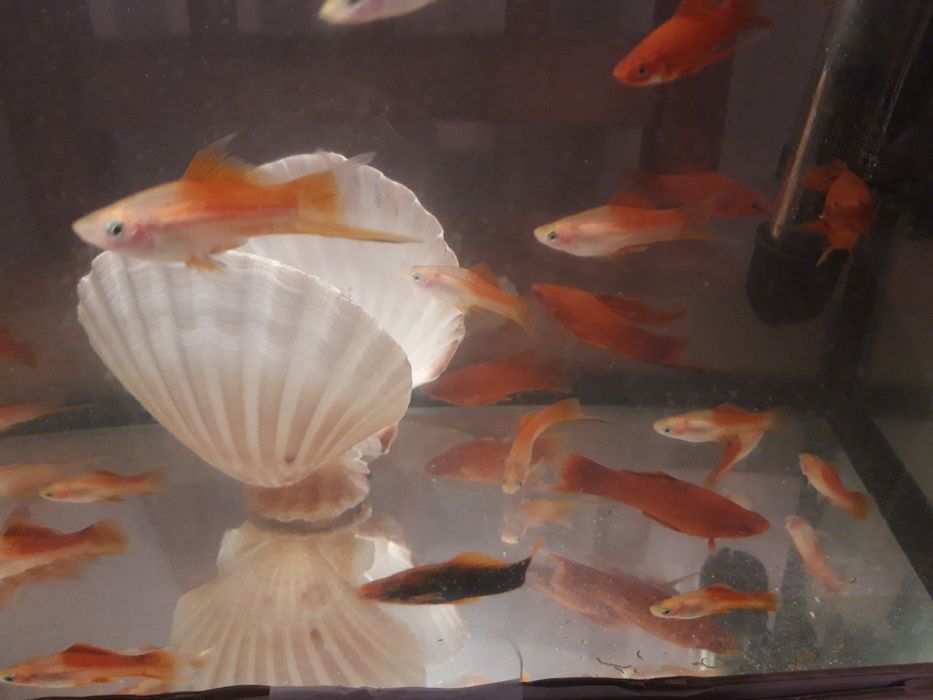 Mieczyk papuzi 8 zł