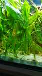 Vallisneria Spiralis Tiger trawa NURZANIEC