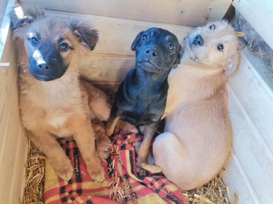 Szczenięta do adopcji