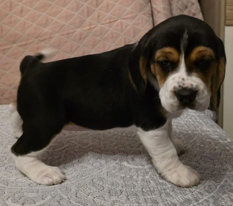 Beagle Szczenię tricolor