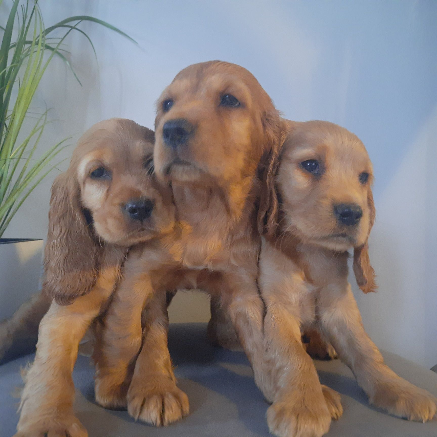 Cocker Spaniel Dziewczynka
