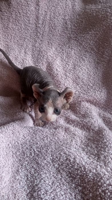 Канадский сфинкс эльф