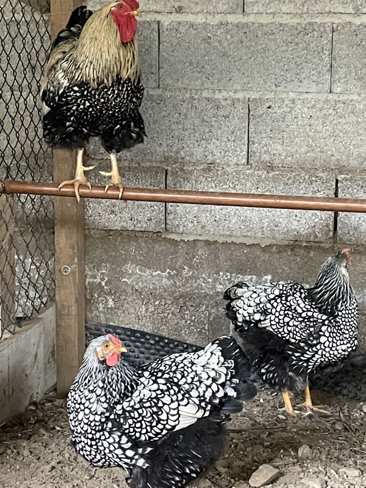 Ovos galinhas wyandotte prateada
