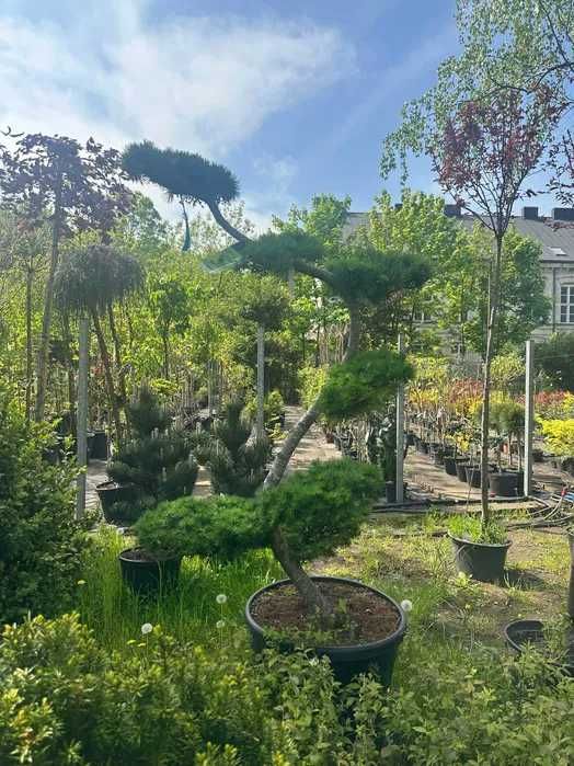 Krzewy formowane bonsai  Jałowiec Cis Cyprys Modrzew