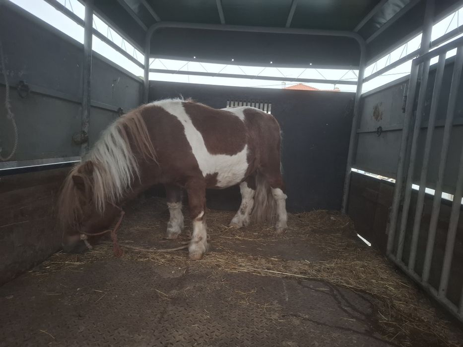 Lindo pónei shetland