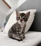 Alfi do adopcji!