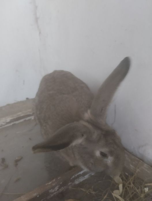 Продам Кролики кролi