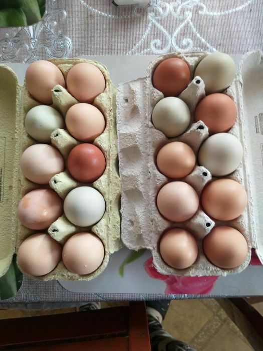 Sprzedam świeże wiejskie jajka