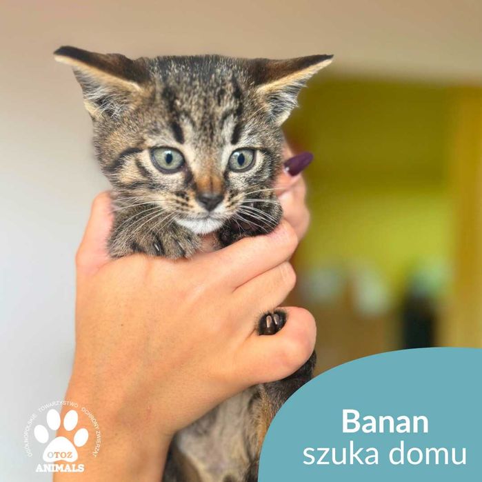 Mały kociak Banan szuka domu